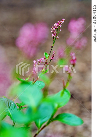 アイの花 32004115