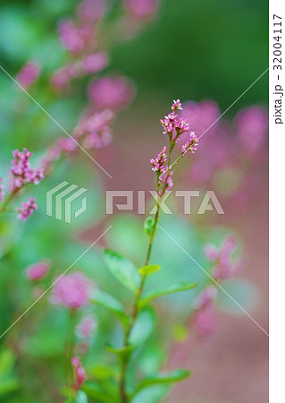 アイの花 32004117