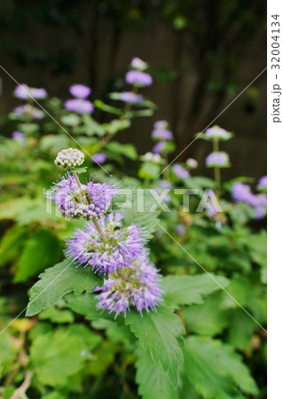 ダンギクの花 32004134