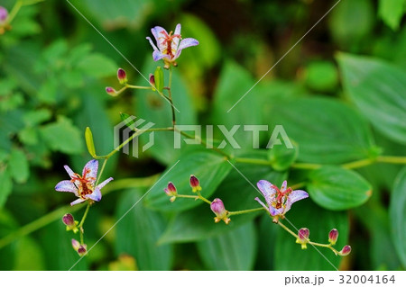 ホトトギスの花 32004164