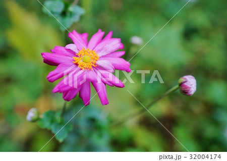 ピンクのシュウメイギク 32004174