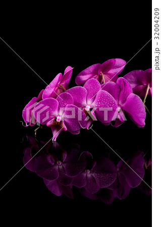 orchid pink flower with water drops orchid pink flower with water drops 32004209