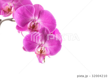orchid  pink flower with water drops 32004210