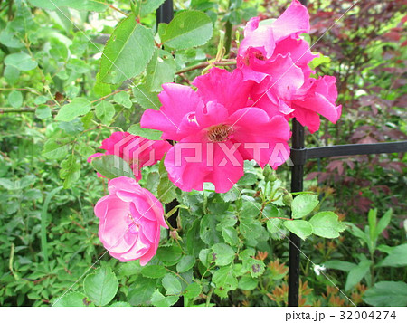 つるバラと支柱 つるバラと支柱 32004274