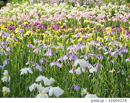 花しょうぶ 32004278