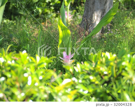 ウコンの花 32004328