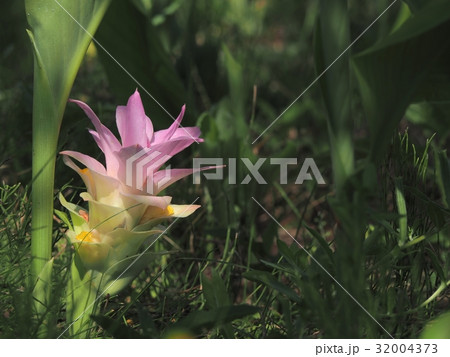 ウコンの花 32004373