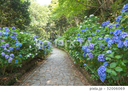 伊豆 下田公園の紫陽花 伊豆 下田公園の紫陽花 32006069