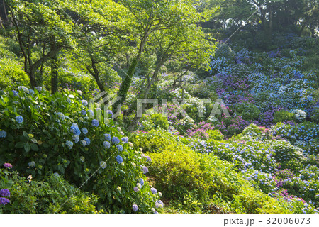 伊豆　下田公園の紫陽花 32006073