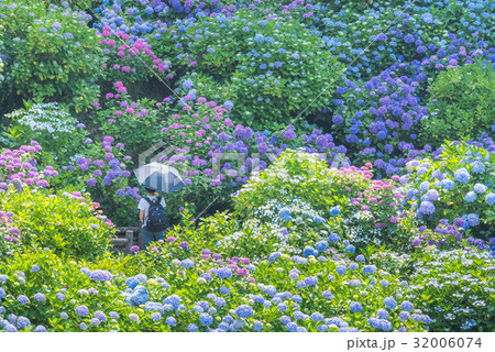 伊豆　下田公園の紫陽花 32006074