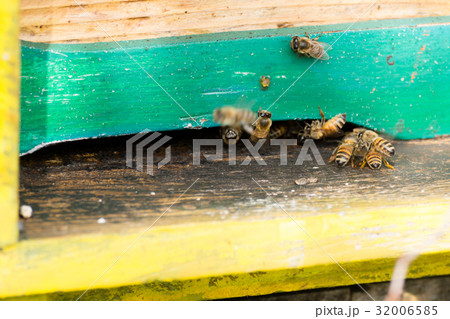 Bee with pollen that enter in the hive Bee with pollen that enter in the hive 32006585