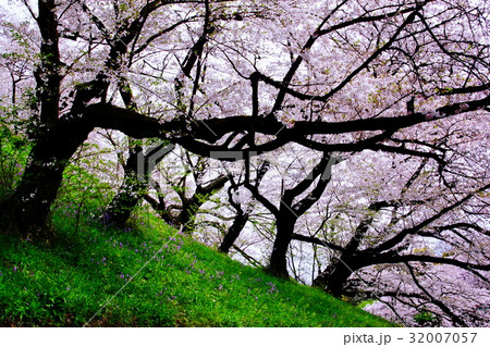 皇居 千鳥ヶ淵・桜の花 / サクラ (東京都 千代田区) 皇居 千鳥ヶ淵・桜の花 / サクラ (東京都 千代田区) 32007057