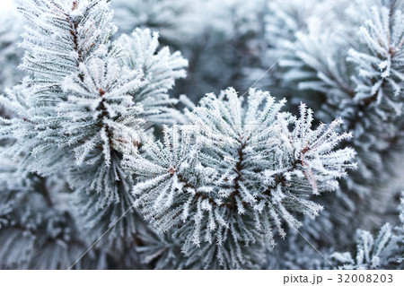 Pine tree covered with frost 32008203
