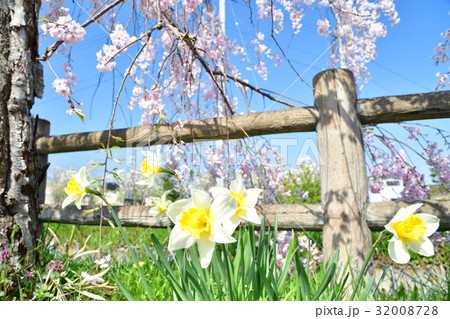 日中線のしだれ桜とチューリップ（福島県） 32008728