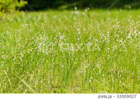 風そよぐ、サギスゲ (鷺菅)の花・群落 風そよぐ、サギスゲ (鷺菅)の花・群落 32009027