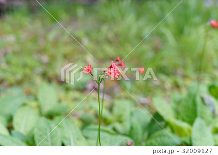 オレンジ色のクリンソウの花、群落 32009127