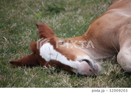 寒立馬（かんだちめ） 32009203