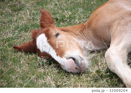 寒立馬（かんだちめ） 32009204