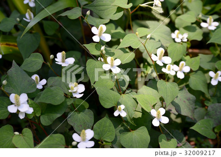 ドクダミ 32009217