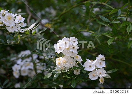 ノイバラ 32009218