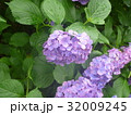 あじさい８＠郷土の森＠府中東京 32009245