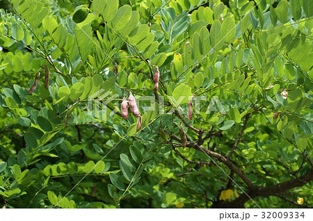 トゲナシニセアカシアの実 トゲナシニセアカシアの実 32009334