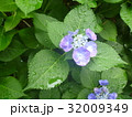 あじさい９＠郷土の森＠府中東京 32009349