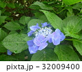 あじさい１０＠郷土の森＠府中東京 32009400