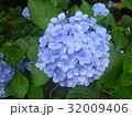あじさい１１＠郷土の森＠府中東京 32009406