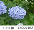 あじさい１３＠郷土の森＠府中東京 32009462