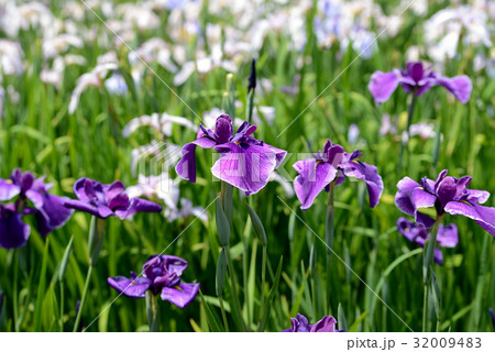 ハナショウブ 32009483