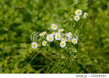 ヒメジオン 32009484