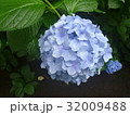 あじさい１４＠郷土の森＠府中東京 32009488
