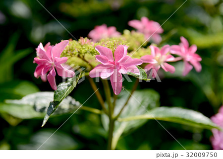 ピンクの装飾花 32009750