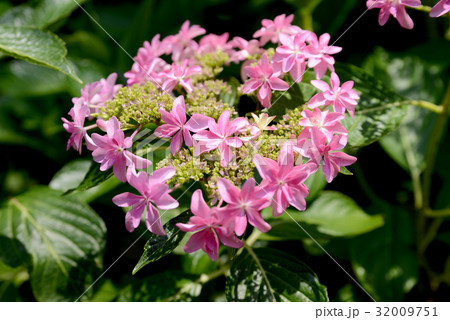 ピンクの装飾花 32009751