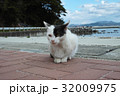 田代島の猫 32009975