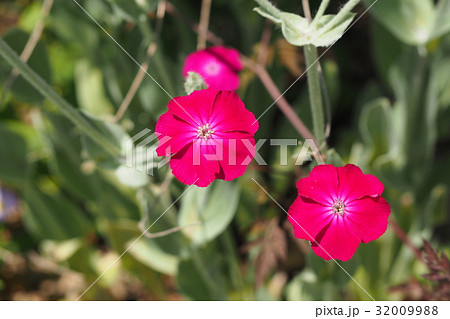 鮮やかなスイセンノウの花の写真素材 3099