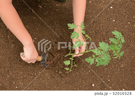 ミニトマトの苗植えをする子供 初心者の家庭菜園 ミニトマトの苗植えをする子供 初心者の家庭菜園 32010328