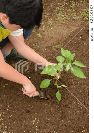 ピーマンの苗植えをする子供　初心者の家庭菜園 32010337