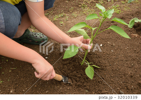 ピーマンの苗植えをする子供　初心者の家庭菜園 32010339