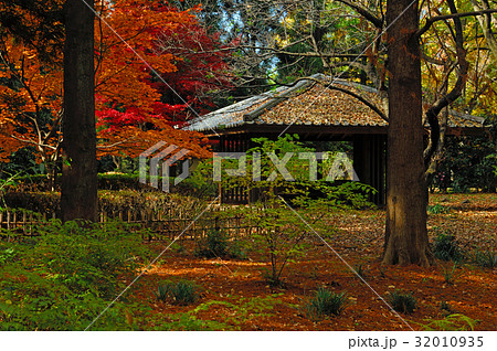 東京都調布市　グリーンギャラリー　紅葉 32010935