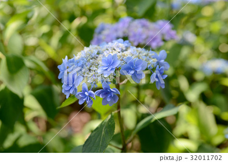 空色のガクアジサイ 32011702