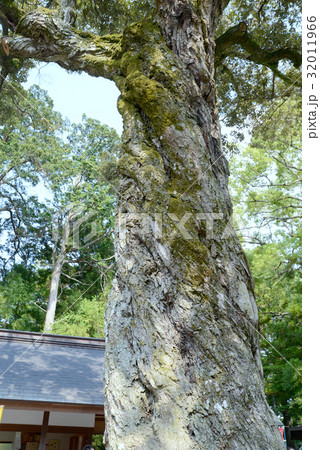 ねじれた幹 32011966