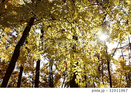 地附山公園トレッキングコースの紅葉 地附山公園トレッキングコースの紅葉 32011967