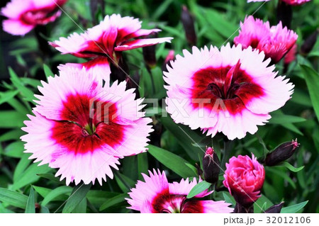 セキチク 32012106