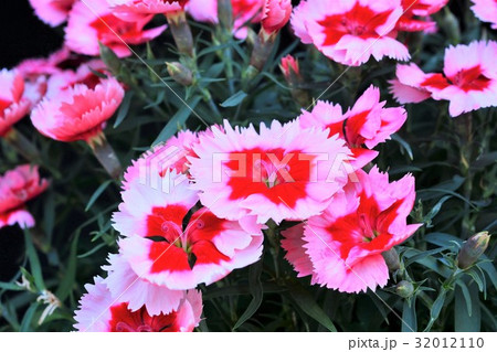 セキチク セキチク 32012110