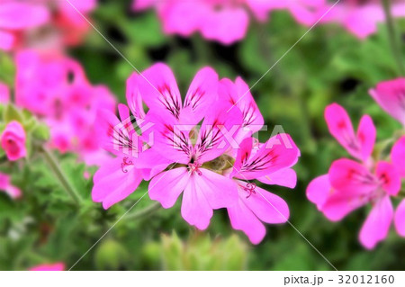 センテットゼラニウム センテットゼラニウム 32012160