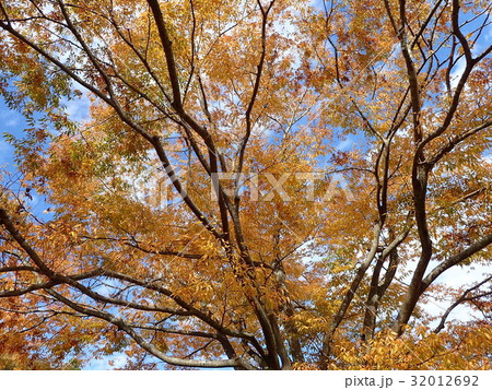 ケヤキの紅葉 32012692