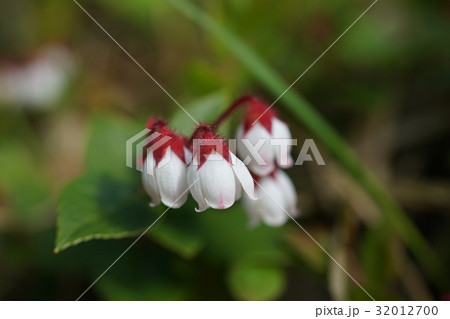 国見温泉の高山植物 32012700
