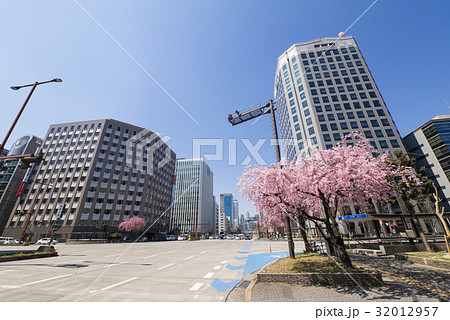 名古屋市 中区 丸の内 桜通大津交差点 枝垂れ桜 名古屋市 中区 丸の内 桜通大津交差点 枝垂れ桜 32012957